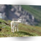 Sheep Arctic Wildlife Refuge Alaska A1 Xlarge Canvas