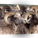 Sheep Big Horn A1 Xlarge Canvas