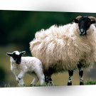 Sheep Blackface With Scotland A1 Xlarge Canvas
