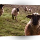 Sheep Curiosity Gathering A1 Xlarge Canvas