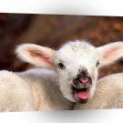 Sheep Laughing Stock A1 Xlarge Canvas