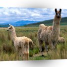 Sheep Llamas Andes Mountains A1 Xlarge Canvas