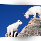 Sheep Mountain Goat Kids A1 Xlarge Canvas