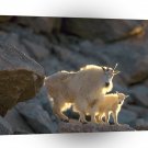 Sheep Nanny And Kid Mountain Goats A1 Xlarge Canvas