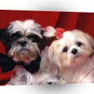 Shih Tzu Annie And Patricia A1 Xlarge Canvas