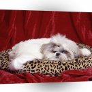 Shih Tzu My Sweet Darling A1 Xlarge Canvas
