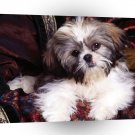Shih Tzu Rascal Hound A1 Xlarge Canvas