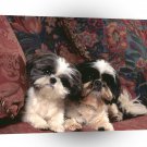 Shih Tzu Sarah And Michelle A1 Xlarge Canvas