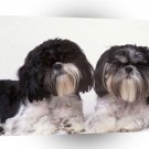 Shih Tzu Tom And Betty A1 Xlarge Canvas