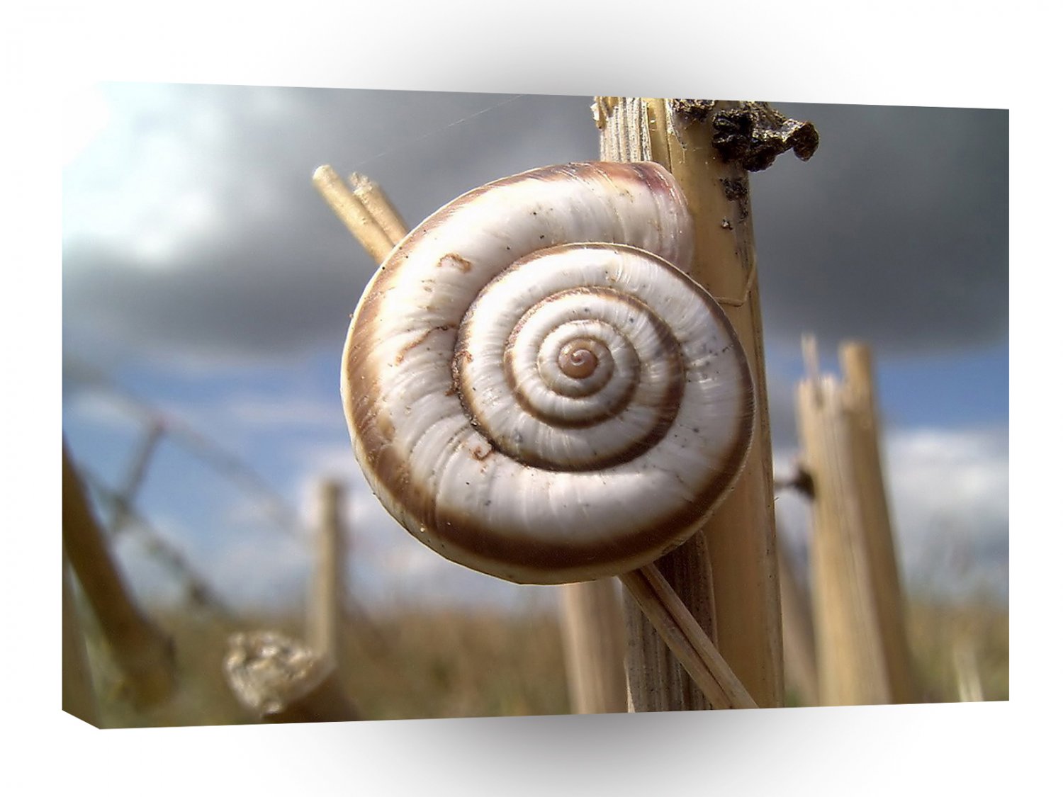 Snail On The Corn A1 Xlarge Canvas