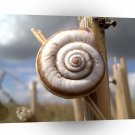 Snail On The Corn A1 Xlarge Canvas