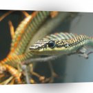 Snake Big Eyes A1 Xlarge Canvas