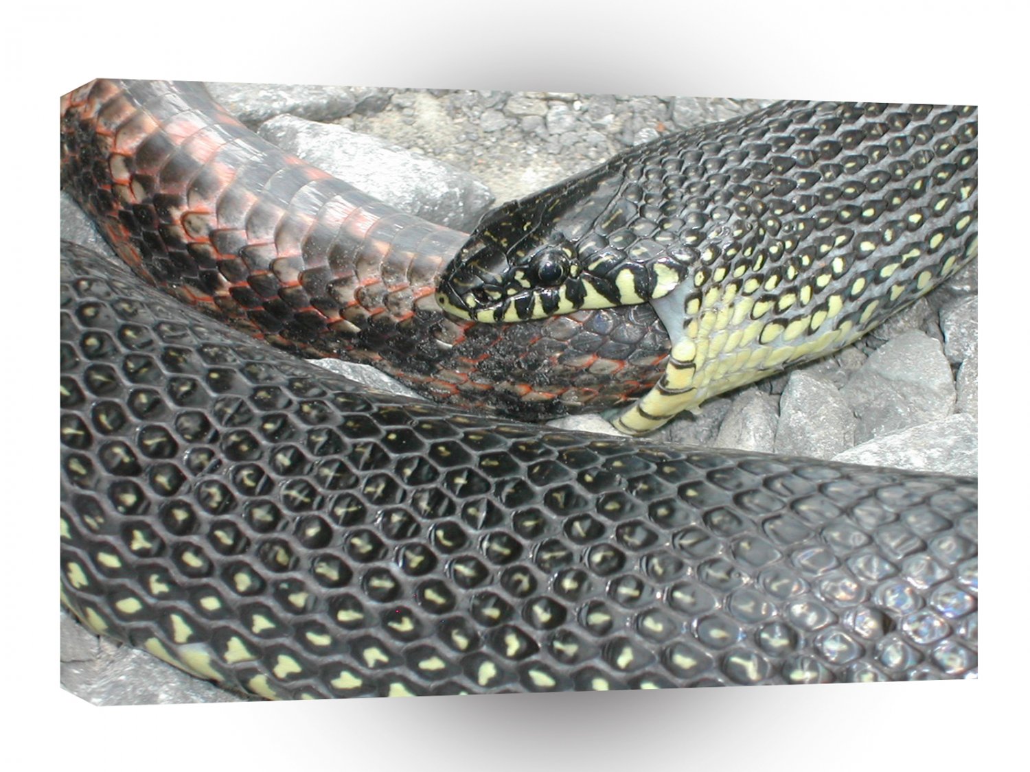 Snake Big Mac Dinner A1 Xlarge Canvas
