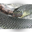 Snake Big Mac Dinner A1 Xlarge Canvas