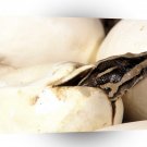 Snake Burmese Python Southeast Asia A1 Xlarge Canvas