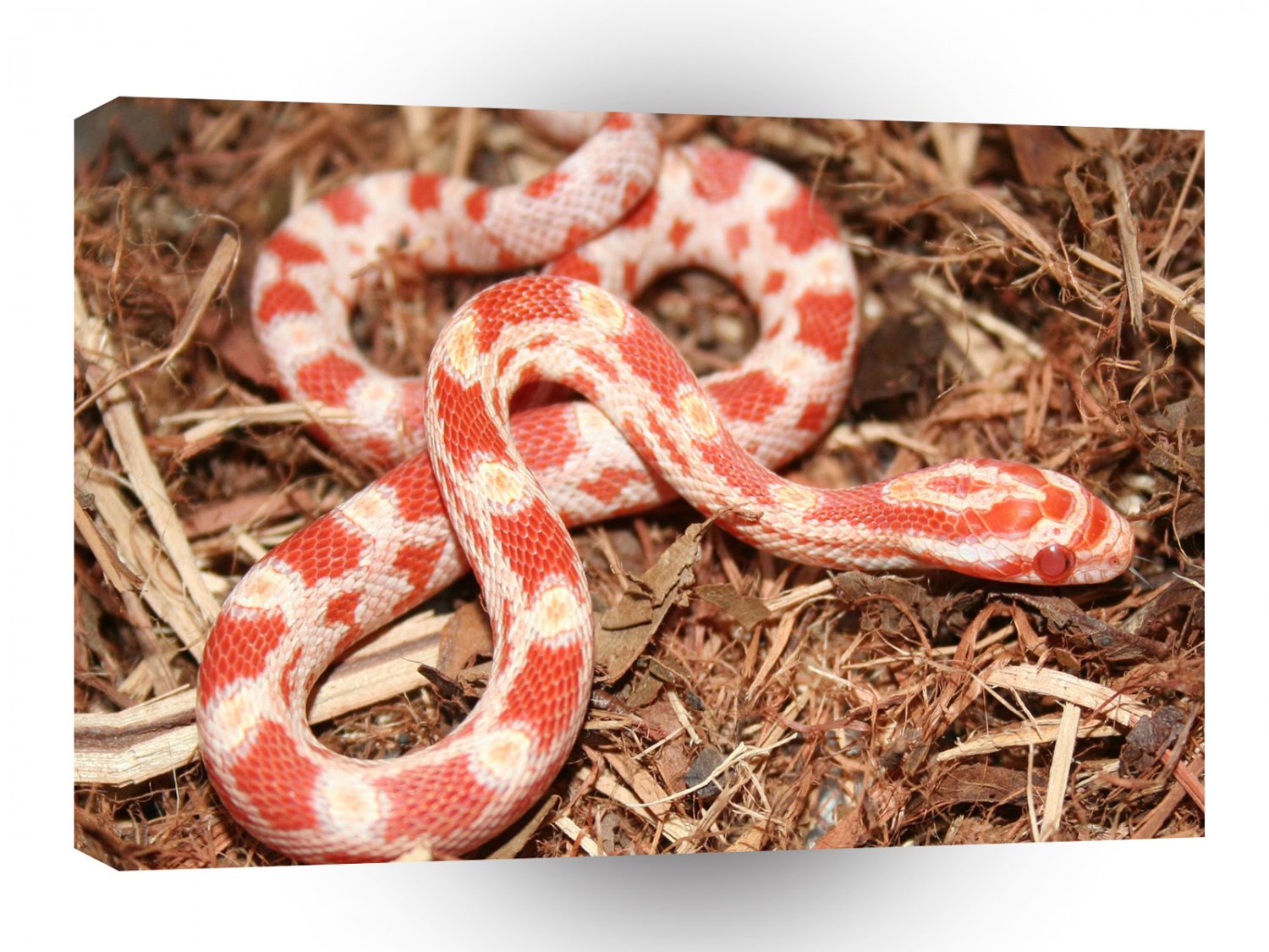 Snake Candy Strawberry A1 Xlarge Canvas