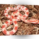 Snake Candy Strawberry A1 Xlarge Canvas