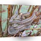 Snake Caught Loop A1 Xlarge Canvas
