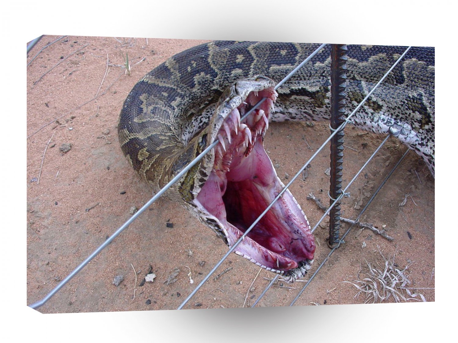 Snake Check Teeth A1 Xlarge Canvas