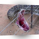 Snake Check Teeth A1 Xlarge Canvas