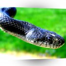 Snake Daily Stroll A1 Xlarge Canvas
