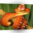 Snake Danger On The Loose A1 Xlarge Canvas