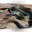 Snake Day In Life A1 Xlarge Canvas