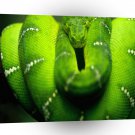 Snake Green Eyed Bandit A1 Xlarge Canvas