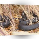 Snake Hide From Heat A1 Xlarge Canvas