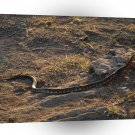 Snake Long Reach A1 Xlarge Canvas