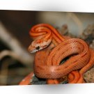 Snake Orange Twister A1 Xlarge Canvas