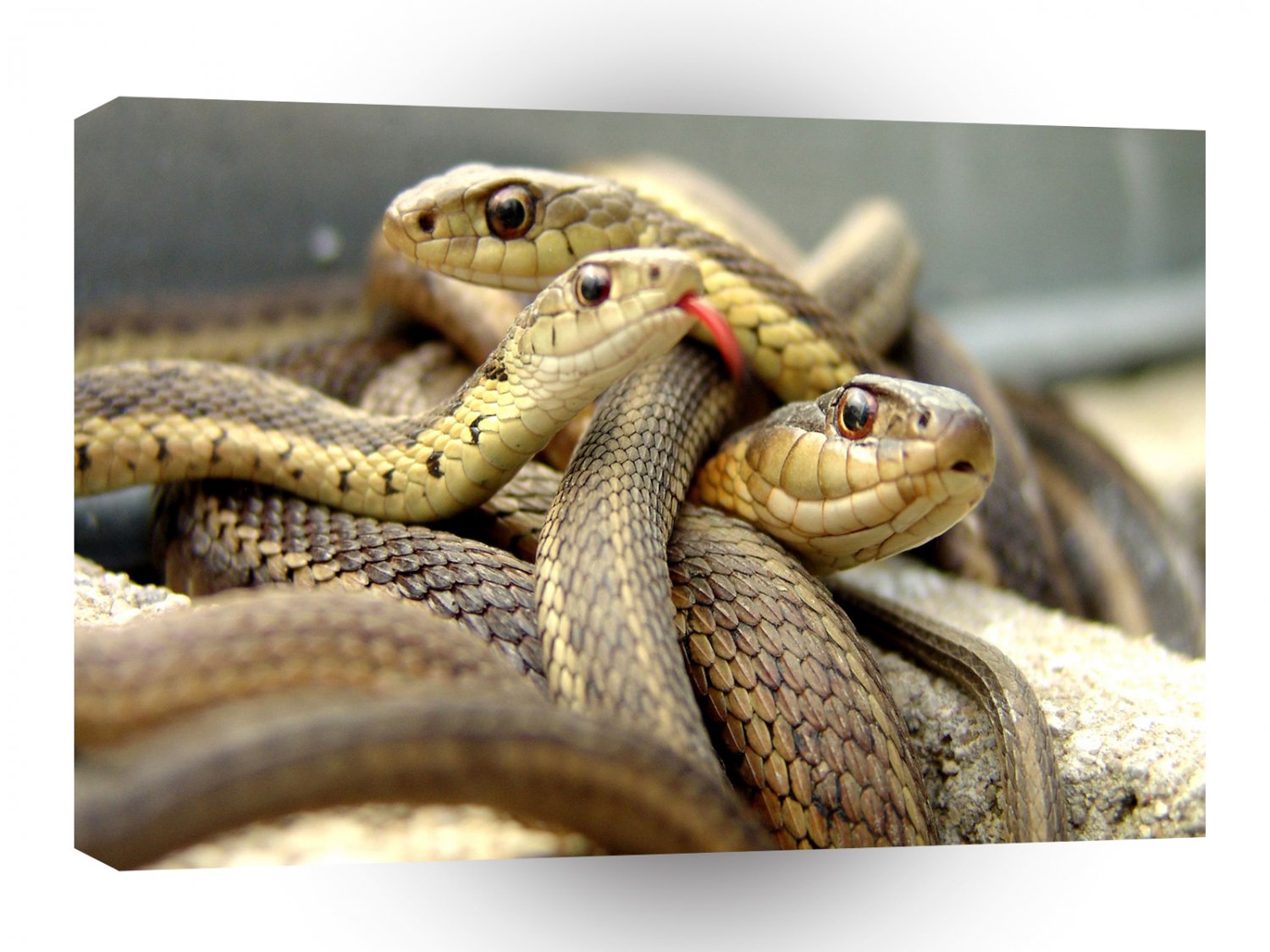 Snake Parlour A1 Xlarge Canvas