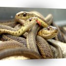 Snake Parlour A1 Xlarge Canvas