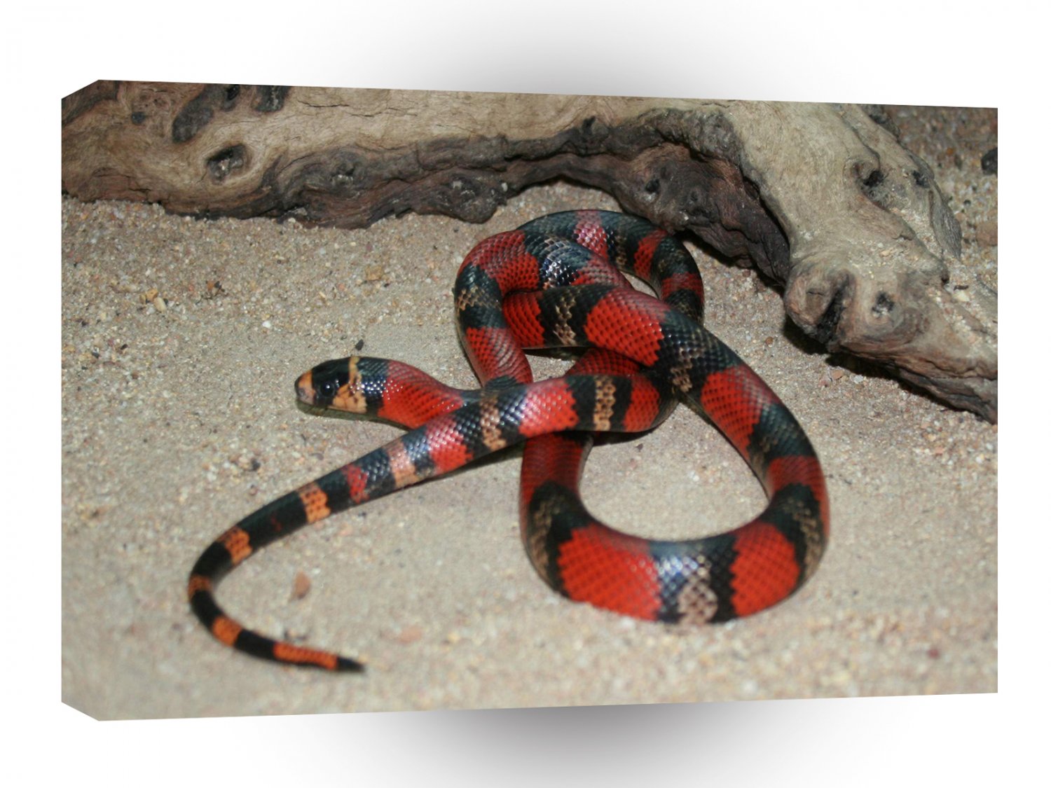 Snake Red Dead A1 Xlarge Canvas