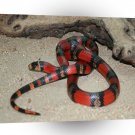 Snake Red Dead A1 Xlarge Canvas