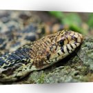 Snake Rock Blend A1 Xlarge Canvas