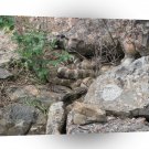 Snake Rock Climbing A1 Xlarge Canvas