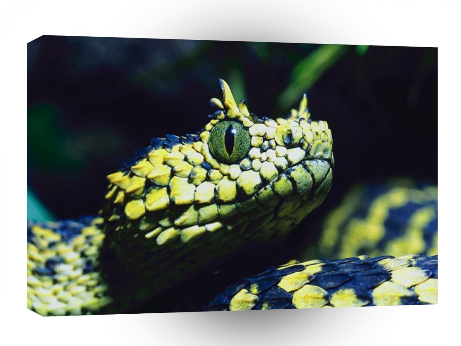 Snake The Predator A1 Xlarge Canvas