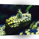 Snake The Predator A1 Xlarge Canvas