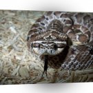Snake Tongue A1 Xlarge Canvas