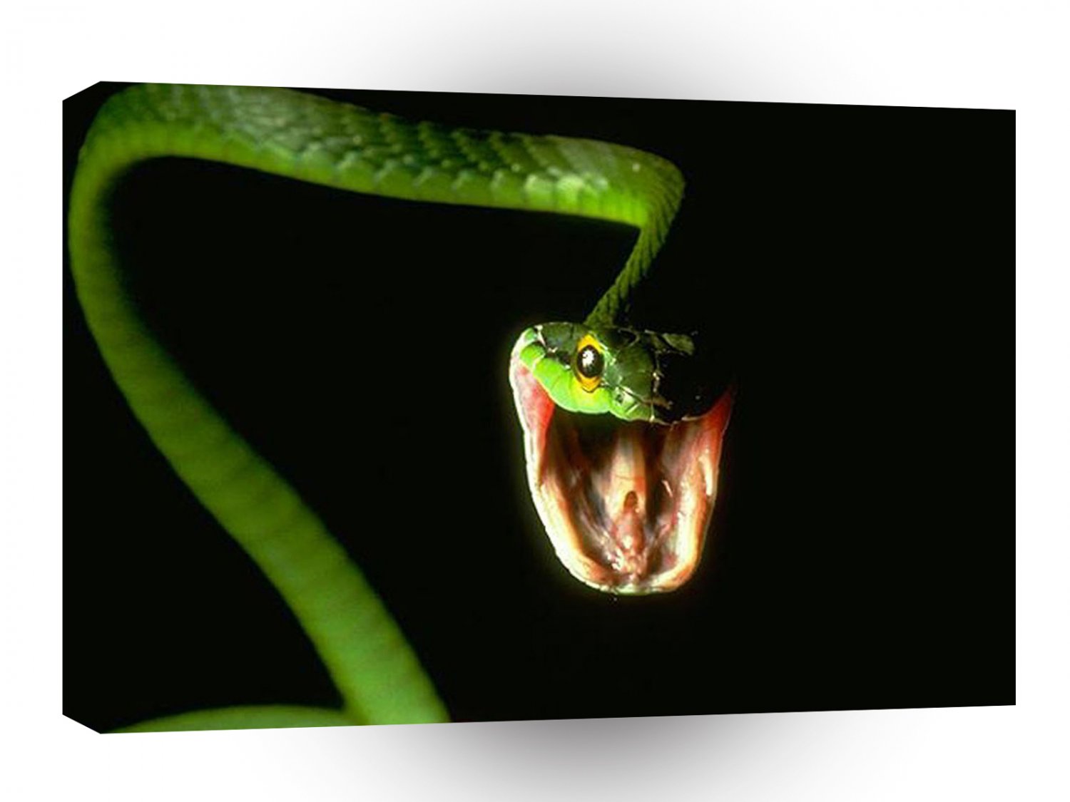 Snake Wheres That Mouse A1 Xlarge Canvas