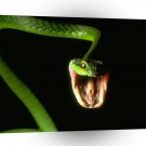 Snake Wheres That Mouse A1 Xlarge Canvas