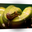 Snakes Green Tree Stares A1 Xlarge Canvas