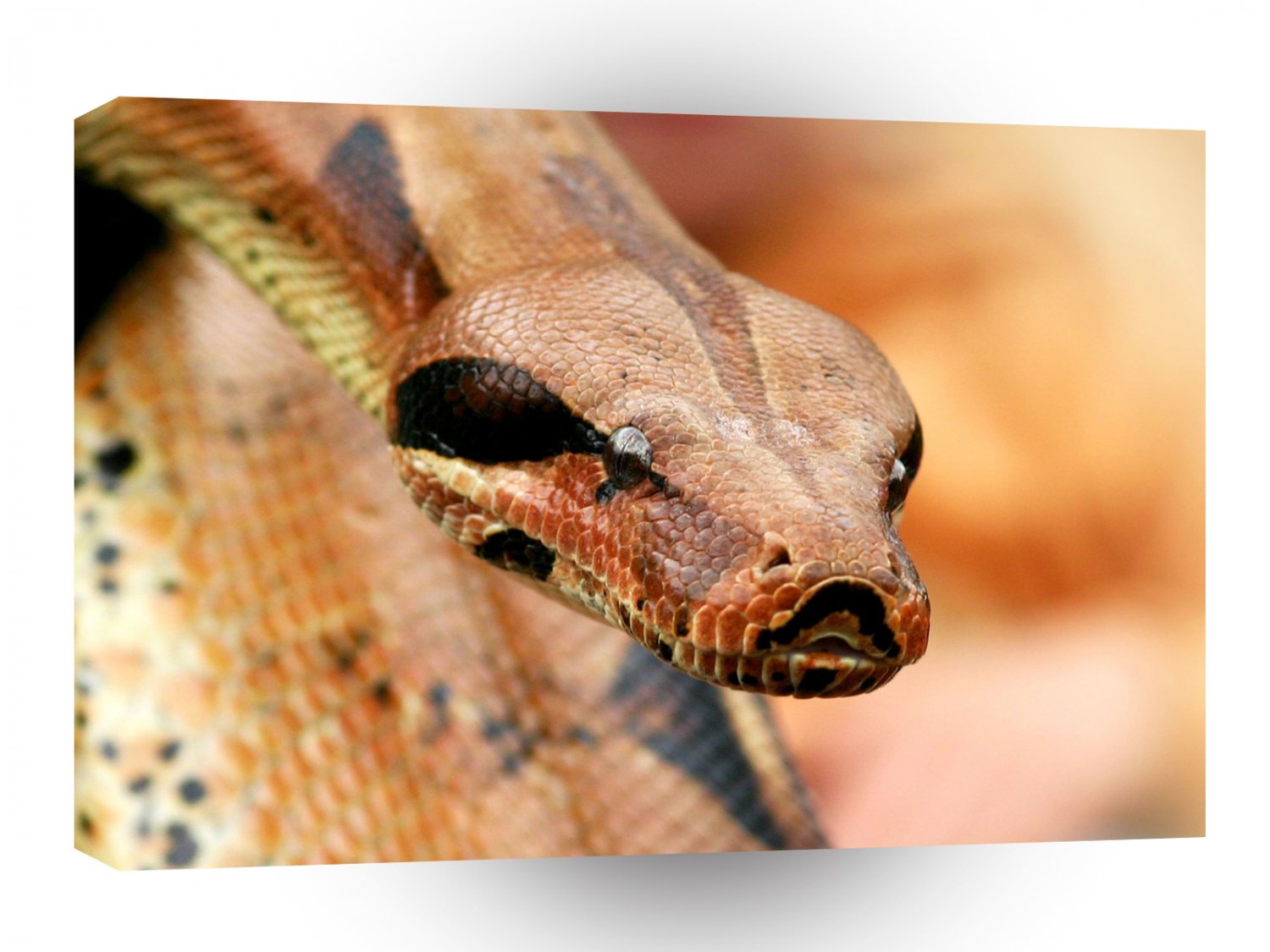 Snakes Python Close Up A1 Xlarge Canvas