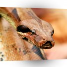 Snakes Python Close Up A1 Xlarge Canvas