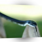 Snakes Tree Mover A1 Xlarge Canvas