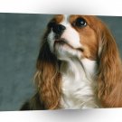 Spaniel Cavalier King Charles A1 Xlarge Canvas
