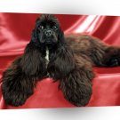 Spaniel Champion Bobtails Thumbalina A1 Xlarge Canvas