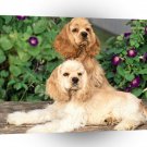 Spaniel Cockers With Attitude A1 Xlarge Canvas