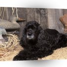Spaniel Farm Life A1 Xlarge Canvas